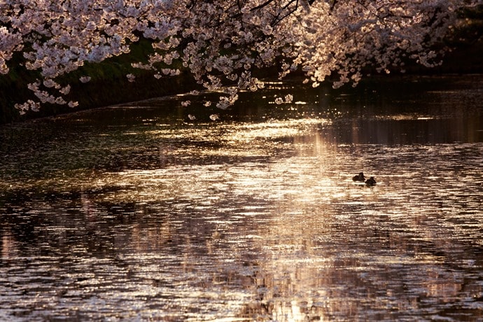 公園の池と桜