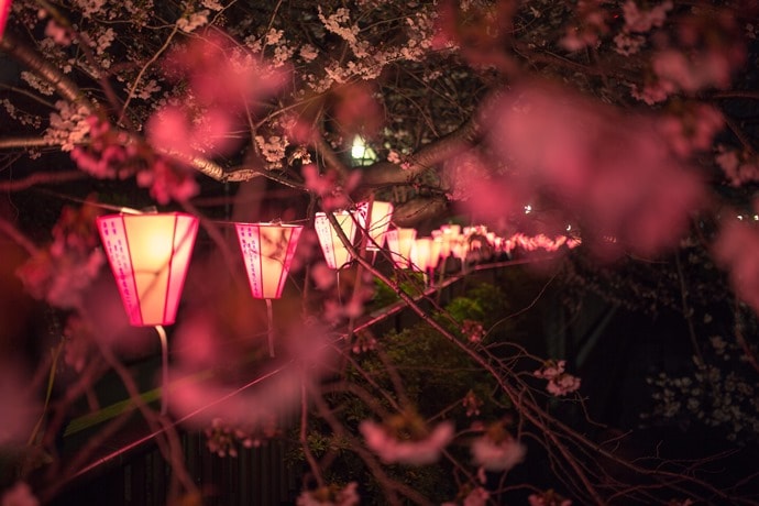 夜桜と提灯