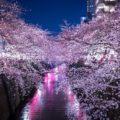 桜名所 東京お花見~雰囲気別の人気スポット
