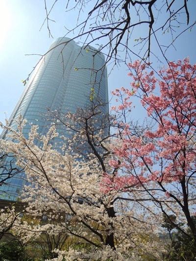 六本木毛利庭園の桜