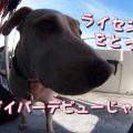 私もできる? ー ダイビング ライセンス (Cカード) 取得に必要な条件