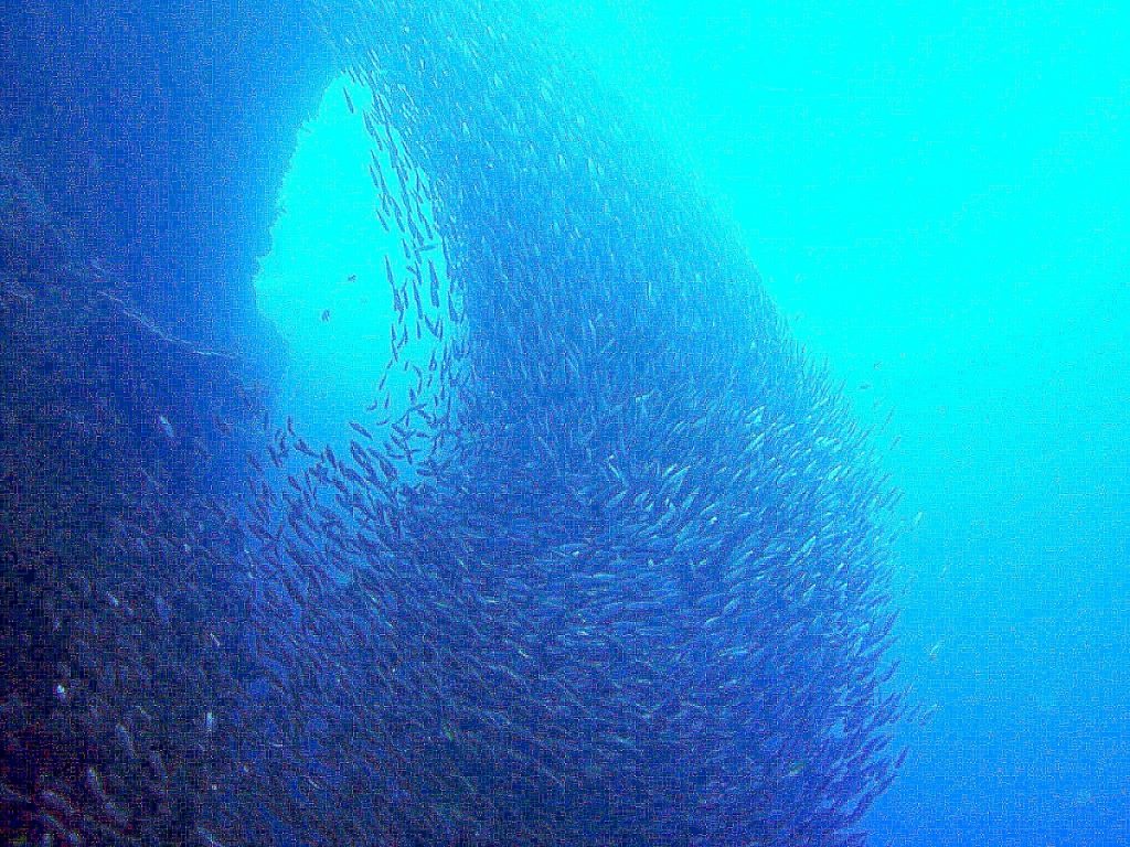 セブ島でのサーディンラン