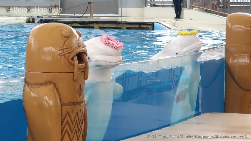 海の動物たちのショー
