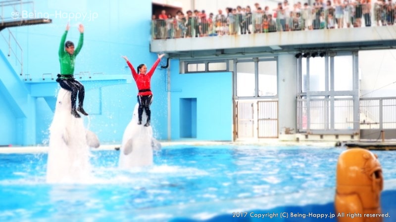 海の動物たちのショーーシャチと人間