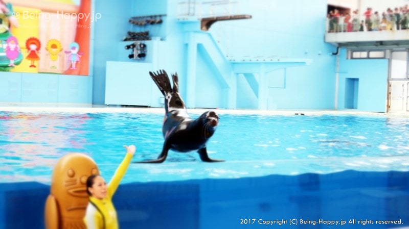 海の動物たちのショーのあしか