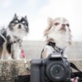 なぜ?~スマホカメラでなく、コンデジやミラーレス、一眼レフを持つ理由