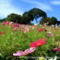 昭和記念公園へ行こう♪ 紅葉にイルミネーションや花火など、見どころ・遊び方・持ち物をチェック