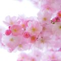 桜お花見デートが恋を咲かせる!彼との距離を一気に近づける最強のデートコース