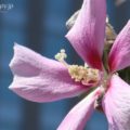 EOS Kiss Mのおすすめレンズはどれ?EF-Mレンズ6種類の特徴とオススメポイントを解説