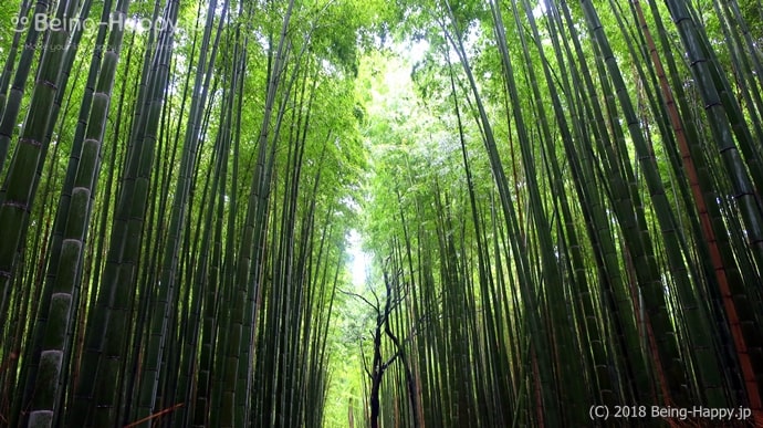 嵐山の竹林の小路