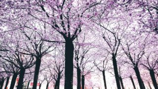 桜並木