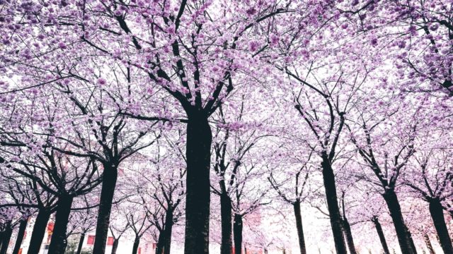 桜並木