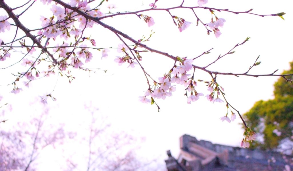 桜開花のイメージ