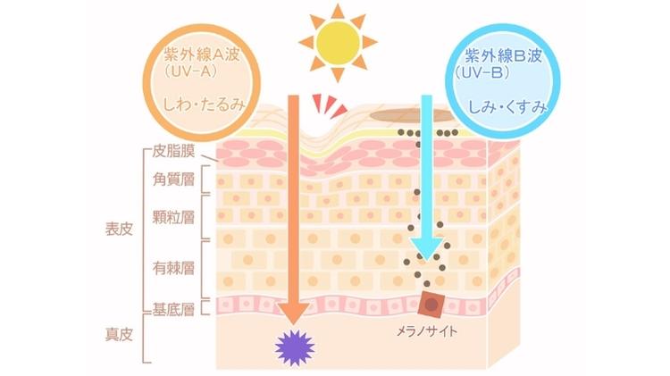 紫外線が肌にどう作用するかのイメージ図